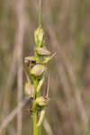 Giant orchid